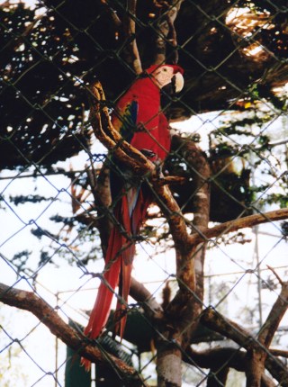 belize zoo red mccaw.jpg